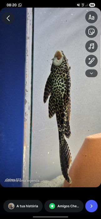 Vendo poleco tigrado com 25cm