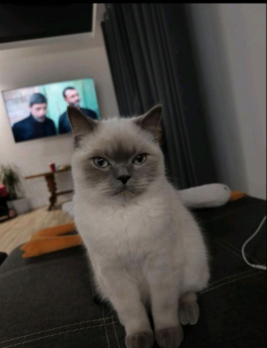 Кошеня скотіш страйт