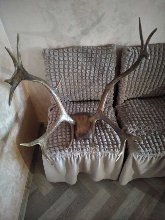 Роги оленя на стіну
