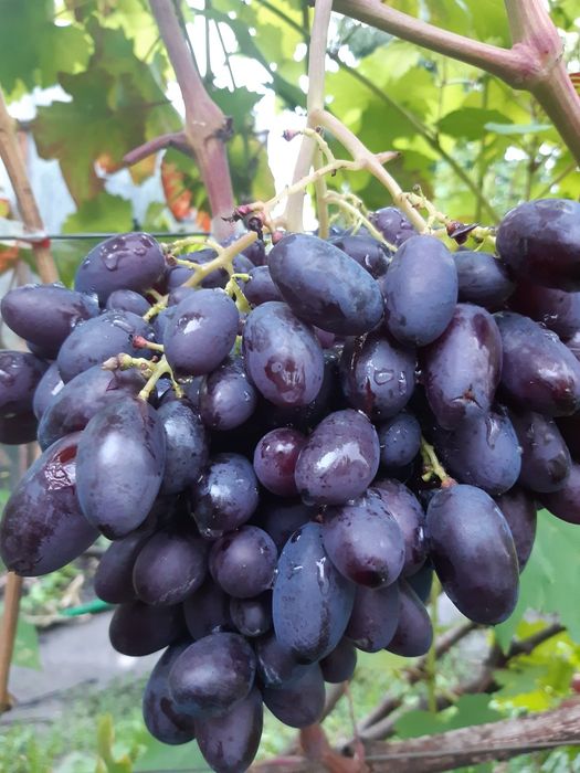 Саджанці винограду