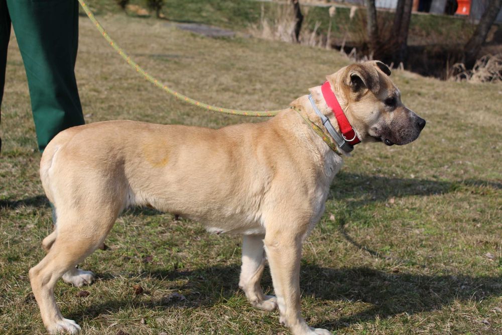 104984 Elza do adopcji.