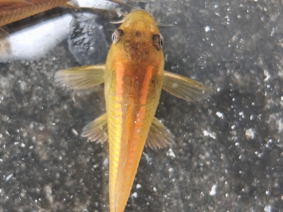 Kirysek Orange laser, CW 010