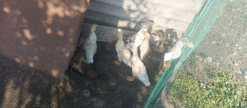 Продам індо каченята