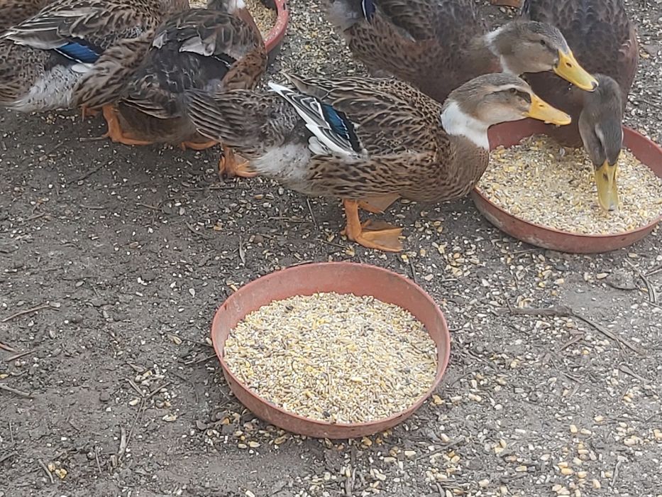 Vendo patos rouen
