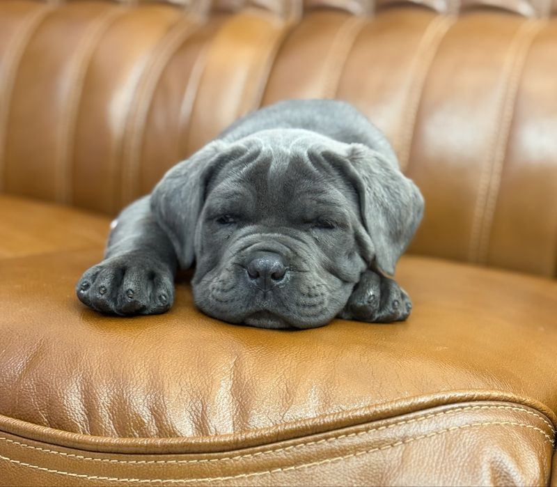 Крутезна дівчинка Мішелька-Cane corso