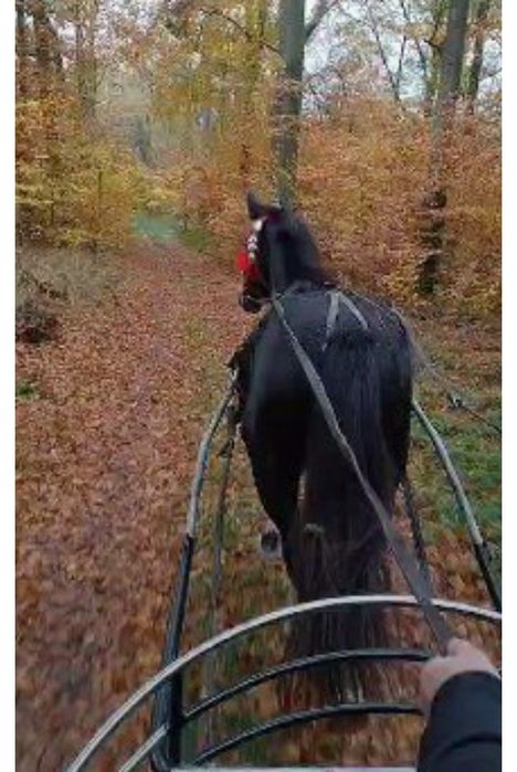 Klacz ślaska dopłatowa