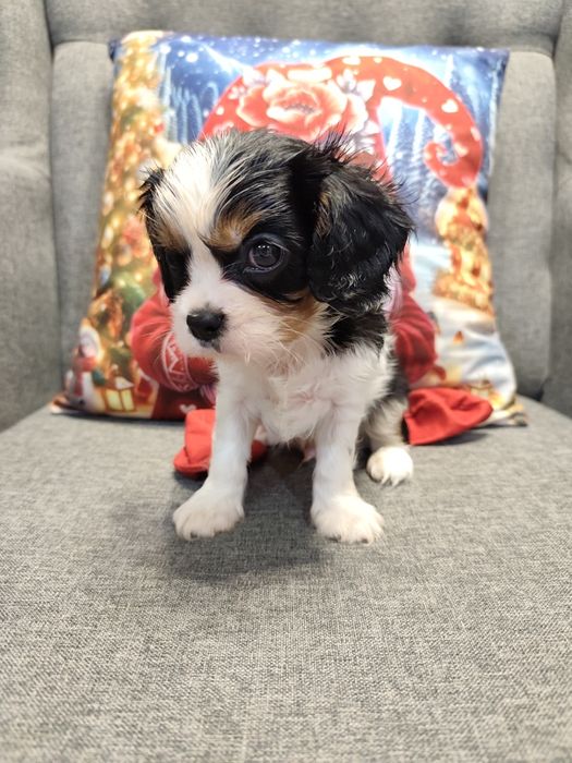 Cavalier King Charles spaniel, suczka