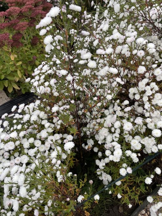 Marcinki wysokie  i niskie miks kolorów