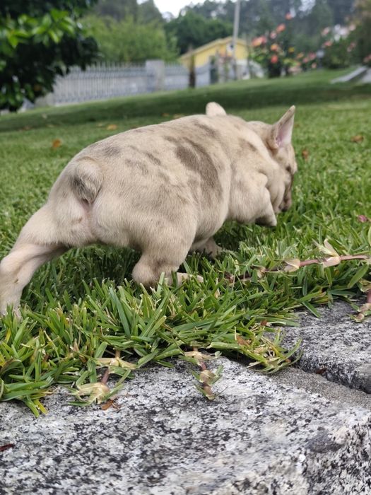 bulldog francês femea