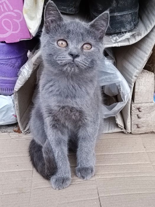 Продам породистих котят британців