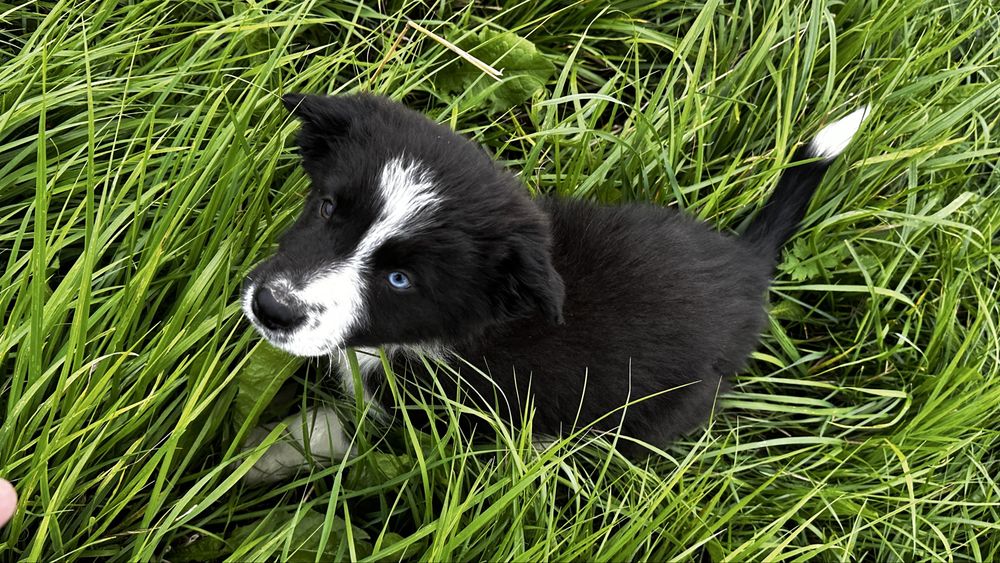 Bordel Collie czarno biala suczka „Merci”