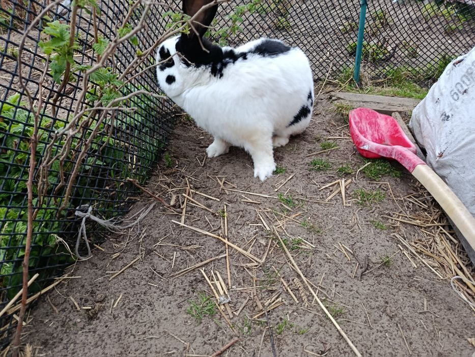 Królik Samiec srokacz