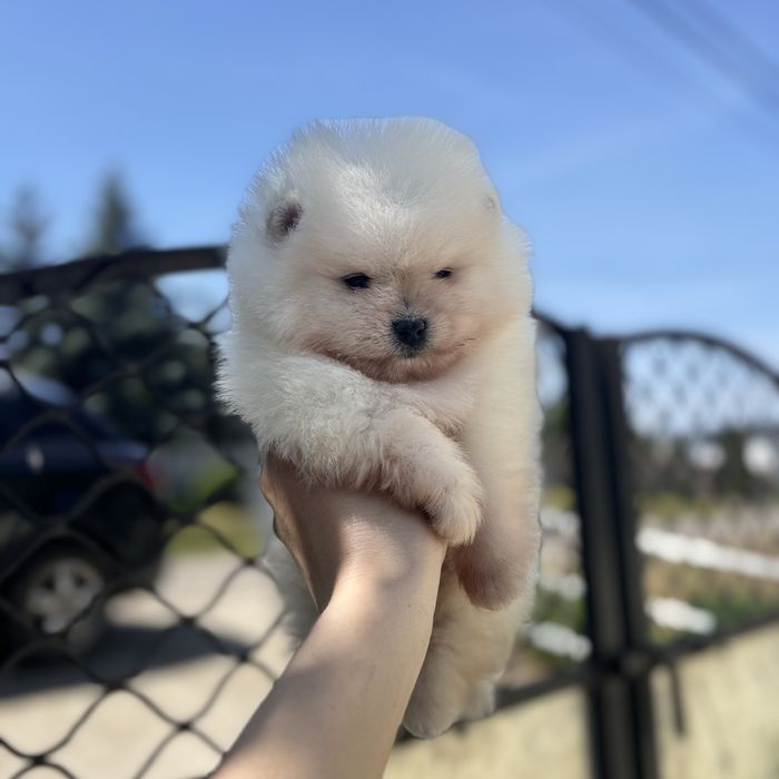 ляльковий ведмедик шоу классу