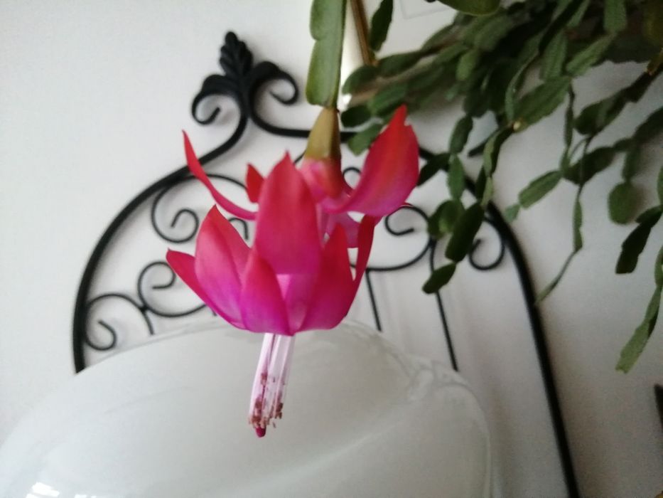 Kwiat grudnik zygokaktus SUPER kaktus szlumbergera DUŻY