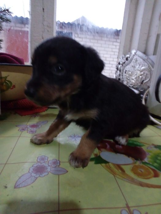 Щенки.Отдам в хорошие руки.