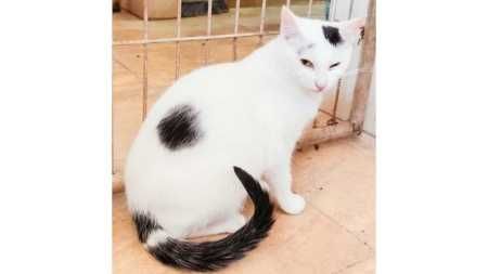 Pysia- WESOŁA, przyjazna kotka - możliwy dowóz