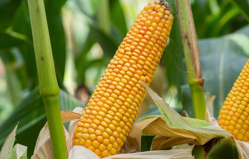 Kukurydza SM Wawel FAO 230-240 Materiał siewny