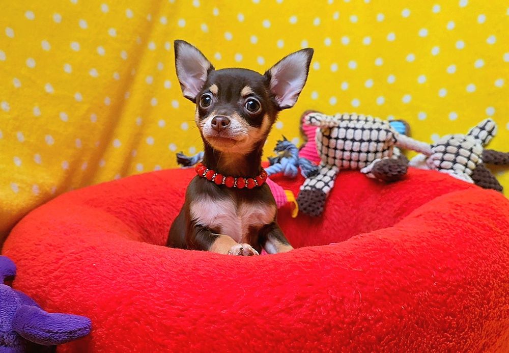 Super suczka chihuahua czekoladowa podpalana krótkowłosa