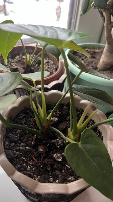 Квіти кімнатні  антіріум