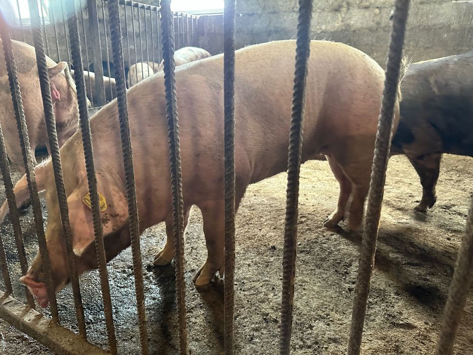 Свиньи живой вес , Охочее