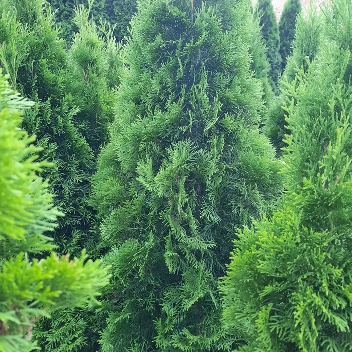 туї смарагд, різних розмірів