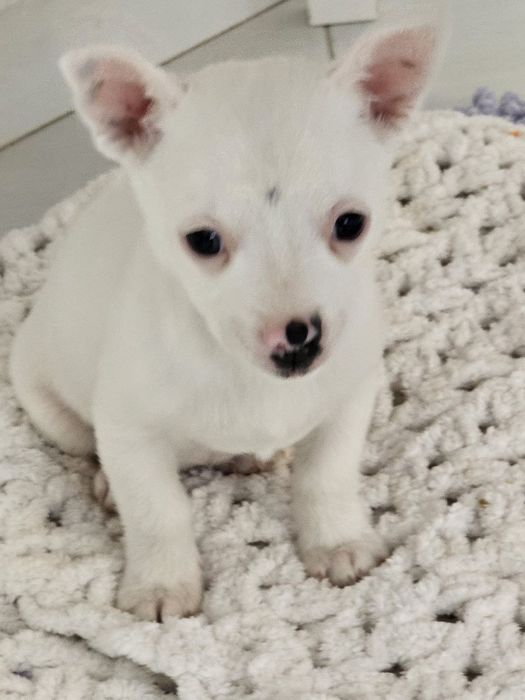 Девочка беленькая маленькая