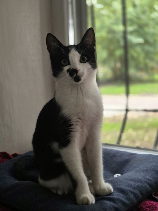 Віддам котика в добрі руки