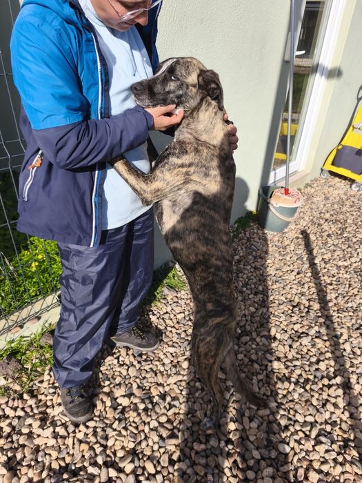 Cadela para adoção