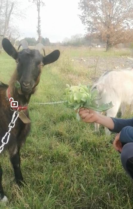 Коза не кітна 1000 грн