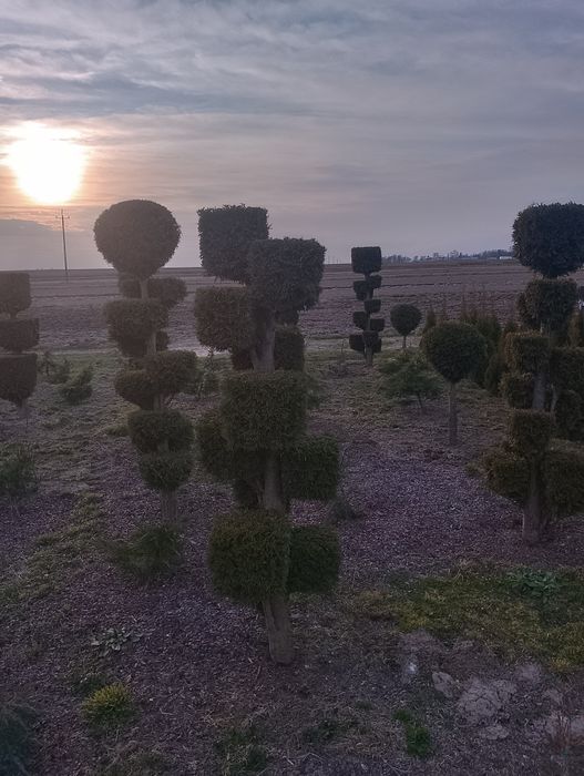 Tuja Szmaragd formowana