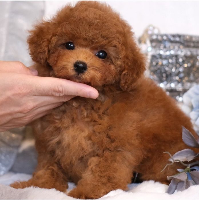 Шикарнючій той пудель .