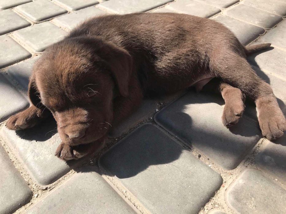 Чистокровні цуценята лабрадора 1,5 місяців