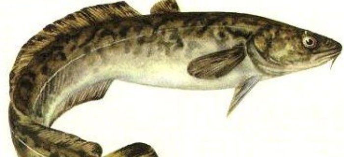 Miętus narybek, sandacz