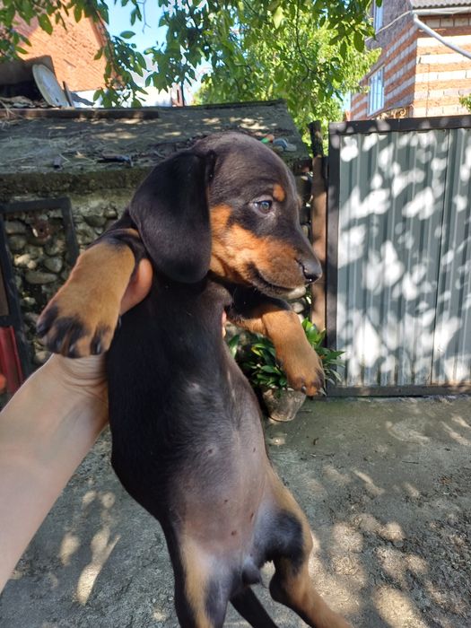 Таксочки чорні дівчинки