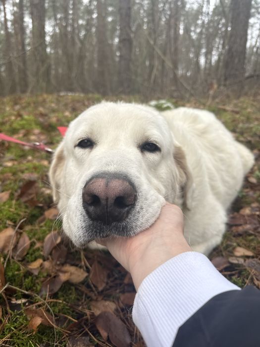 pies w typie owczarek podhalanski abaj akbash kaukaz golden retriever