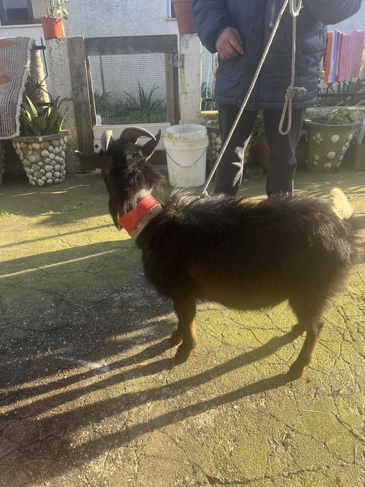 Chibo anao disponivel