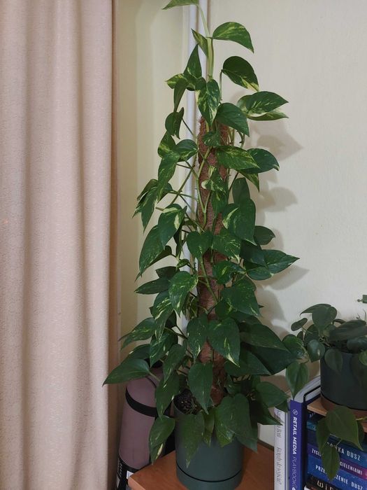REZERWACJA Kwiat Epipremnum w zielonej doniczce na paliku