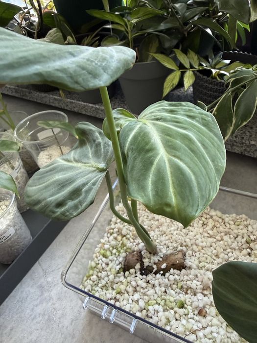 Philodendron gloriosum