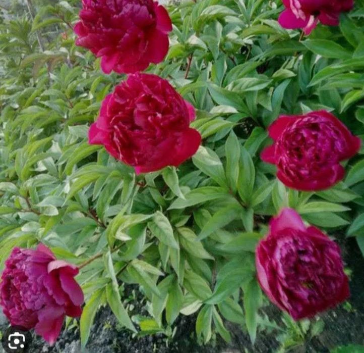 Різновид півоній