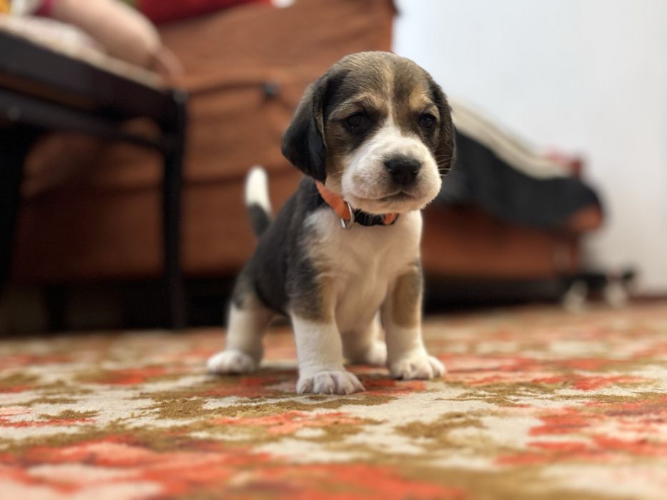 Чистокровні цуценята біглі. Бігль