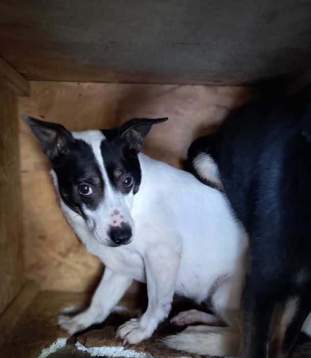 587354 Hola tylko odpowiedzialna adopcja