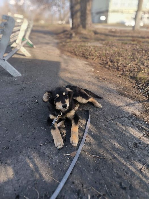 Лейла шукає своїх людей