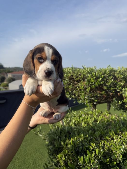 Beagle menina linda