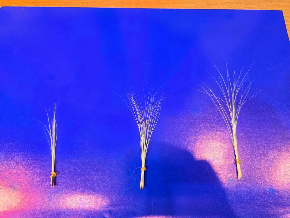 Вібриси / котячі вуса / вуса кота / вибрисы / кошачьи усы / усы