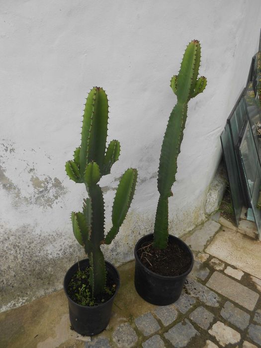 Cactos Candelabro Euphorbia grande 1 metro