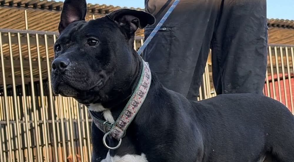 Piękny bullowaty Max do adopcji