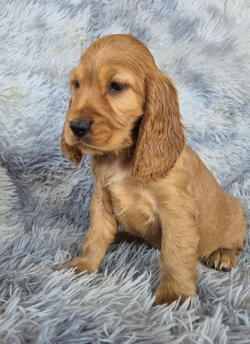 Cocker spaniel suczka 4