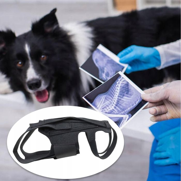 Pas Ortopedyczny Dla Psów Wsparcie Kręgosłupa Ehabilitacja Rozmiar: M