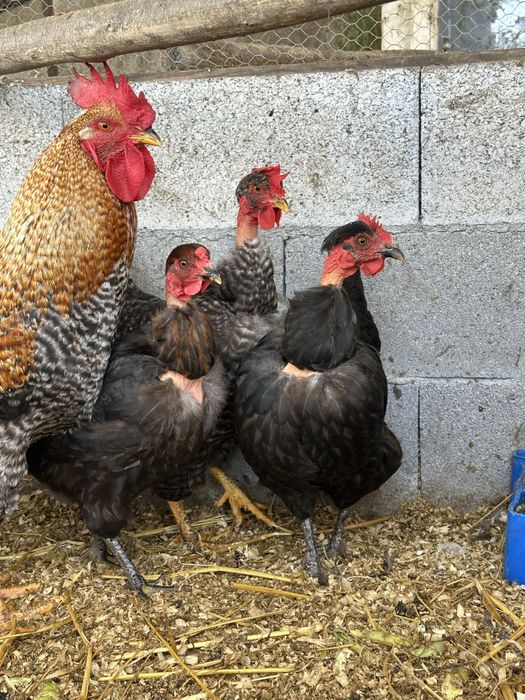 Vendo galinhas a por