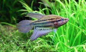 Skrzeczyk pręgowany, skrzeczyk (Trichopsis vittata) XXL